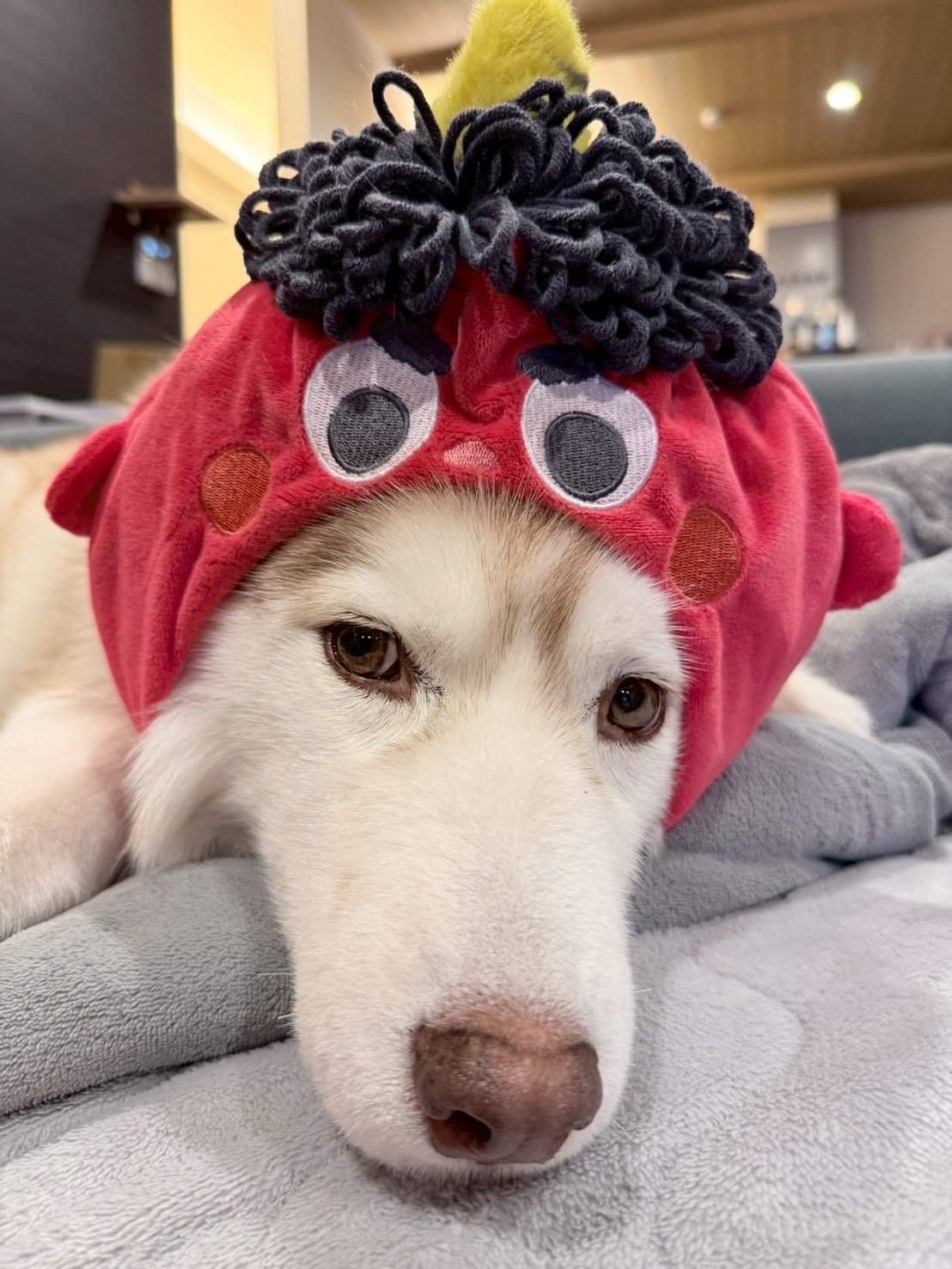 私の家の🐶達は節分があまり好きではなく👹むしろ嫌いな感じがします